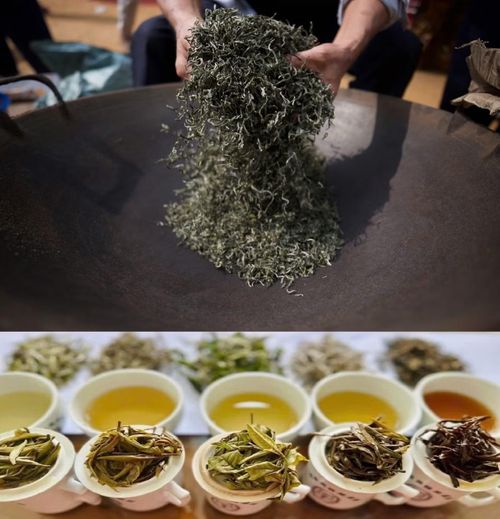 Sau quá trình chế biến, trà Shan tuyết có màu nước vàng óng, vị chát nhẹ ban đầu rồi ngọt hậu sâu. Đây là sản phẩm chè hữu cơ đã được Liên đoàn quốc tế về phong trào sản xuất nông nghiệp hữu cơ chứng nhận từ năm 2011.
