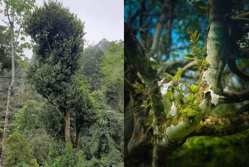  Những cây chè Shan tuyết cổ thụ phủ lớp “tuyết trắng” tự nhiên trên búp non, được ví như báu vật của núi rừng. Năm 2016, quần thể 220 cây chè trên 100 năm tuổi tại Cao Bồ đã được công nhận là Cây Di sản Việt Nam, khẳng định giá trị sinh thái và văn hóa lâu đời của vùng chè này. 